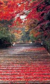红枫林下的长阶梯240×320手机图片