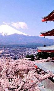 日本风景富士山和樱花240×320手机图片