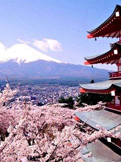 日本风景富士山和樱花240×320手机图片