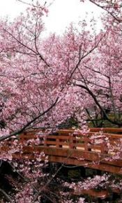 盛开的樱花和拱桥240×320手机壁纸图片