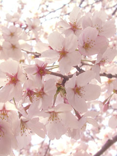 盛开的樱花240×320手机图片大全