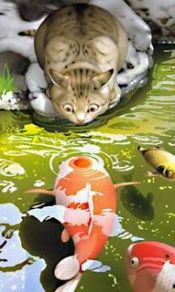 快看，猫和鱼对上了240×320手机图片壁纸