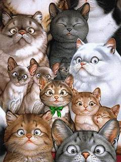 猫猫家族240×320手机图片