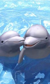 两只海豚在嬉戏240×320手机图片