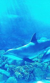 海底的海豚240×320高清手机图片