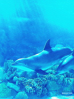 海底的海豚240×320高清手机图片