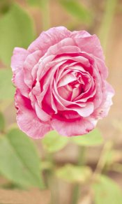 粉红色保加利亚玫瑰480×800手机壁纸