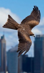 老鹰飞翔在城市的天空背景下480×800手机壁纸图片