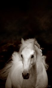 英俊的白色马儿480×800手机壁纸图片