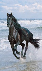 在海边踩着水花驰骋的黑色骏马480×800手机壁纸图片