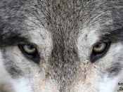 不可直视，狼的眼睛640×480手机壁纸