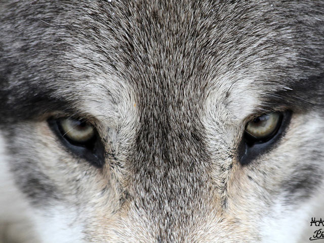 不可直视,狼的眼睛640×480手机壁纸