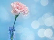 常见花卉，温情的康乃馨640×480手机壁纸