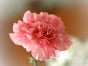 一朵粉红色的康乃馨花，唯美植物640×480手机壁纸免费下载