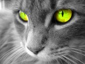 黄绿色的眼睛，猫猫锁定猎物640×480手机图片