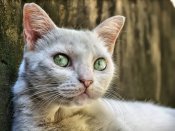 白猫明亮而奇特的眼睛640×480手机壁纸