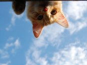 蓝天背景下，小猫倒着看你640×480手机壁纸图片集