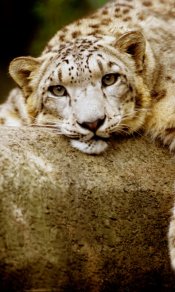 豹子慵懒地趴着480×800手机壁纸图片