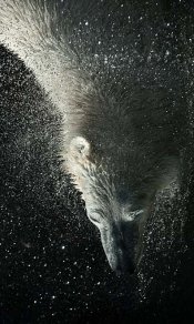水珠四溅，北极熊甩掉身上的水480×800高清手机壁纸下载
