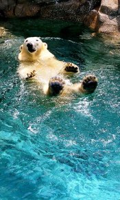北极熊在水里玩得可乐了480×800手机壁纸免费下载