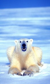 趴在地上的北极熊望向你480×800手机壁纸大全