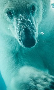 水下的北极熊脸上的表情480×800手机图片