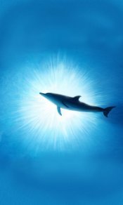 来自海洋的人类好朋友，海豚480×800手机壁纸大全