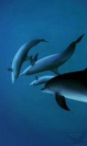 一群海豚高清蓝色480×800手机壁纸图片