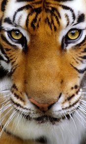 老虎，天生的王者风范，动物480×800手机壁纸大全