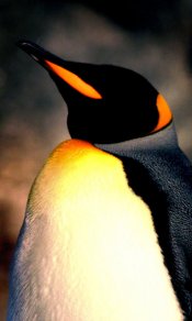 胸前一抹鹅黄的帝企鹅望向天空480×800手机壁纸大全