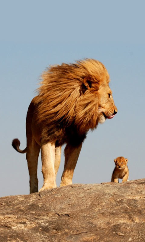 狮子父子俩走在戈壁上480×800手机壁纸免费下载