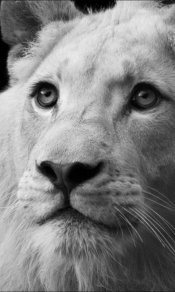 动物表情，狮子的面庞480×800手机壁纸