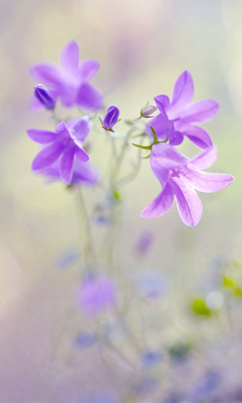 风铃花印象,唯美植物480×800手机壁纸集