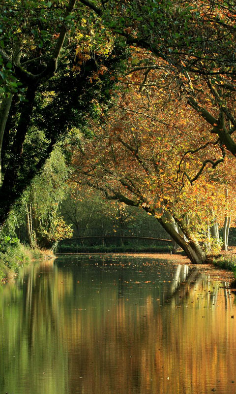 Chamarande公园秋景，远处水面上的拱桥手机壁纸下载