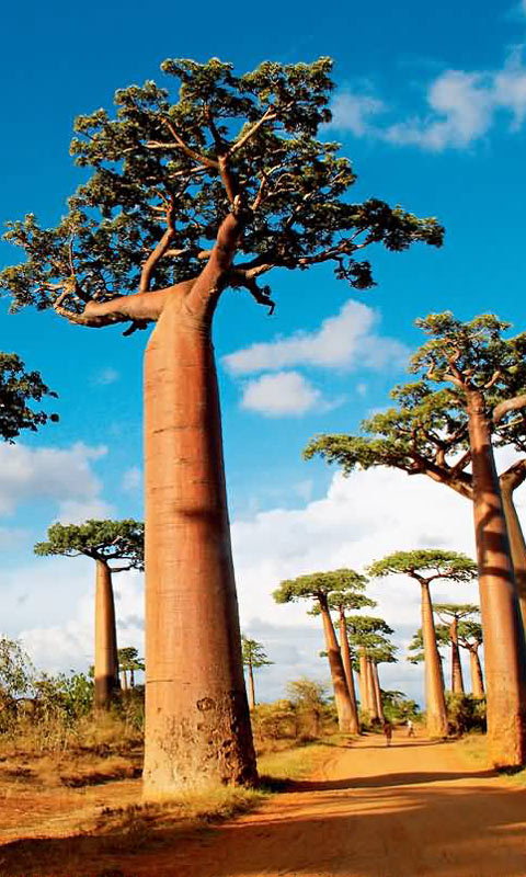 非洲马达加斯加原始风景，独特的大树480×800手机壁纸图片