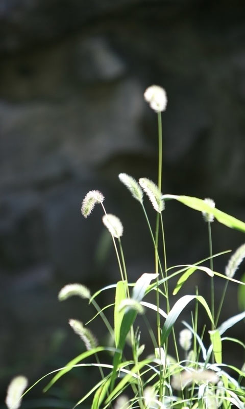 很常见的狗尾巴草480×800手机壁纸高清