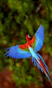 艳丽的鹦鹉在空中展翅的美丽姿态480×800手机壁纸
