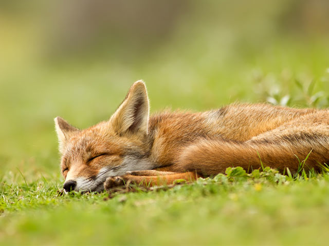 草地上睡着的狐狸手机壁纸图片