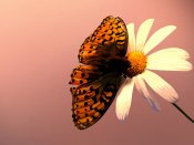 蝴蝶停在花上的一瞬间高清手机壁纸