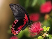 红黑蝴蝶和红色的花朵640×480手机壁纸下载