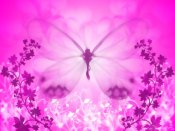 好看的粉红色蝴蝶手机图片640×480壁纸