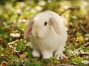 绿草地上的长耳朵兔子手机壁纸下载