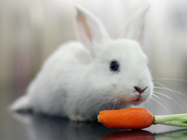 白兔子在吃红萝卜手机图片高清