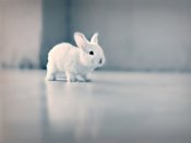 走路不稳的小兔子640×480手机图片