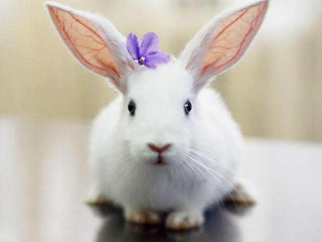 戴着紫色小花的兔子手机壁纸图片下载