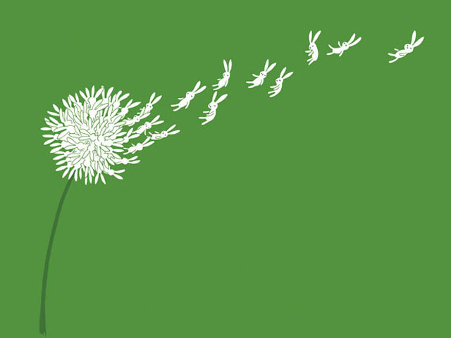 把兔子变成菊花的花瓣创意绘画640×480手机壁纸
