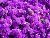 紫色星辰花美丽640×480手机壁纸下载