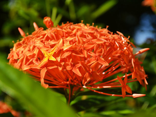缅甸的国花仙丹花640×480手机壁纸图片(12)