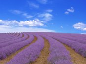 蓝天白云下的一条条紫色的薰衣草花手机壁纸