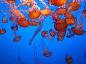 成群的水母聚集在一起海洋动物手机壁纸